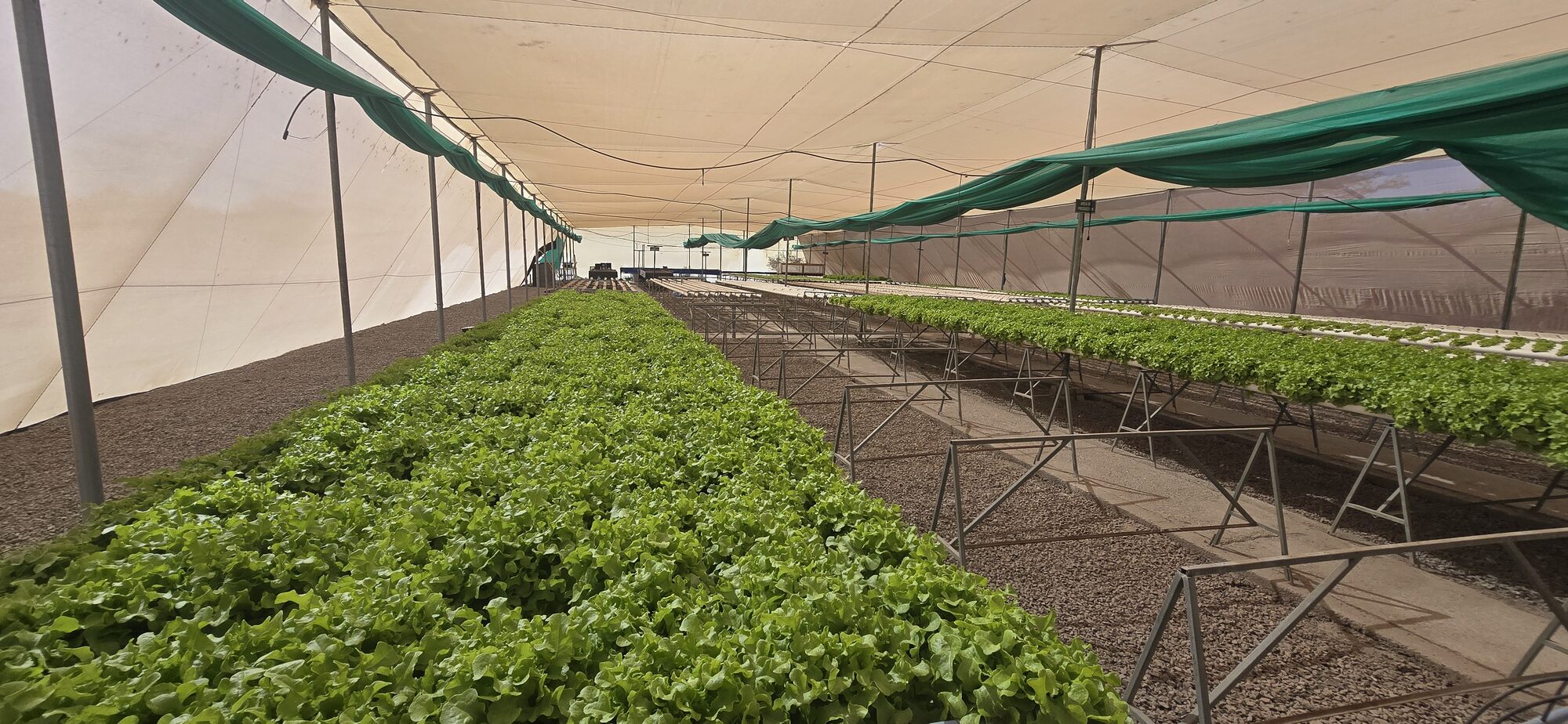 Producción hidropónica de hortalizas bajo malla en el norte de Chile