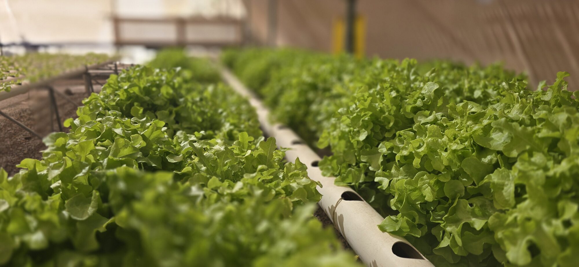 Detalle de cultivo hidropónico NFT en bandejas