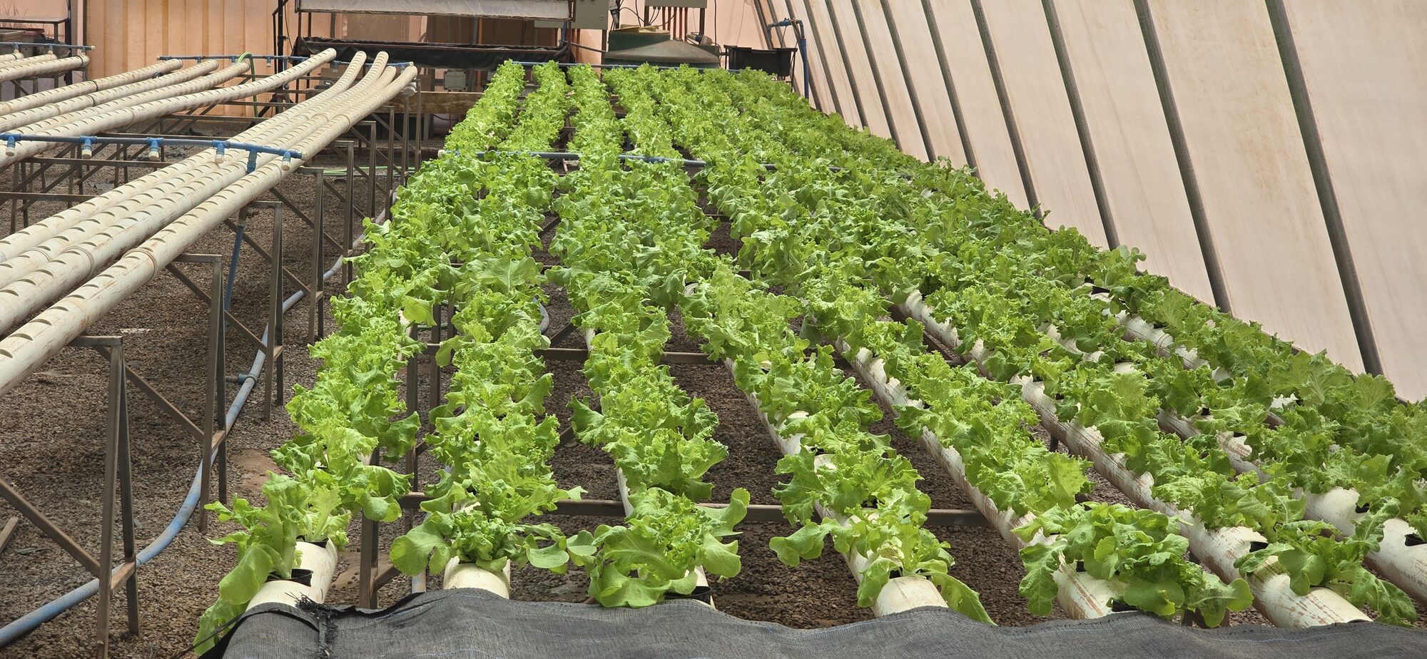 Bandejas de cultivo hidropónico con plántulas en operación